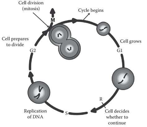 Life Cycle Of Cell