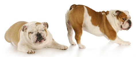 Does Yogurt Help Dogs With Gas