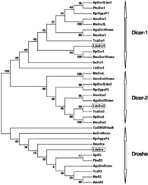 Phylogenetic Tree Of The Dicer Enzymes Dcr Dcr And Drosha Species