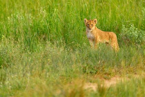 Lost Cute Lion Cub Baby, African Danger Animal, Panthera Leo, Detail ...