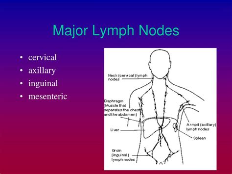 Ppt The Lymphatic System Powerpoint Presentation Free Download Id 143887