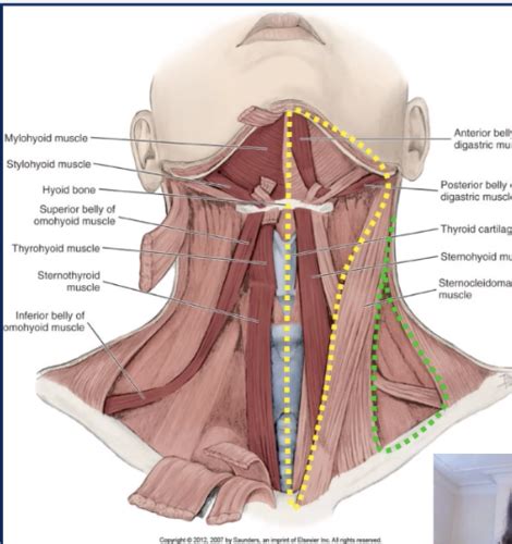 Anatomy Of The Neck Introduction And Cervical Fascia Flashcards Quizlet