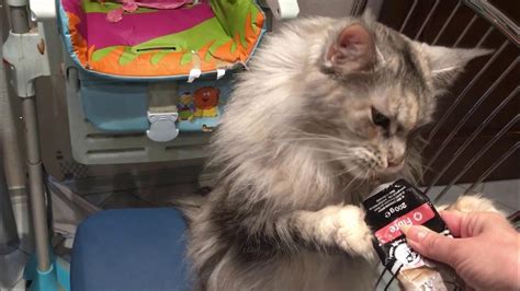 Мейн Кун Атлантида. Паста для вывода шерсти. Maine Coon Atlantida ...