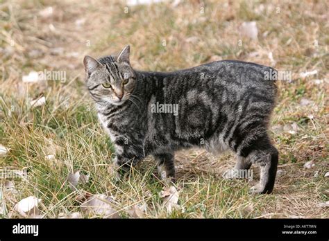 Brown Classic tabby Manx cat on grass background Stock Photo - Alamy