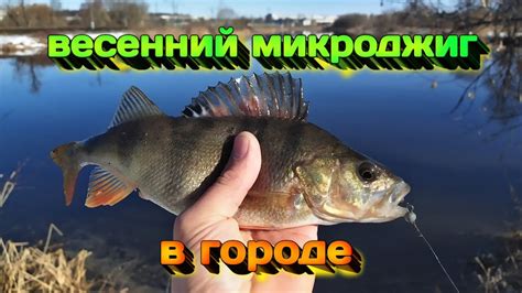 ВЕСЕННИЙ МИКРОДЖИГ. ЛОВЛЯ ОКУНЯ НА СПИННИНГ С БЕРЕГА. РЫБАЛКА В ГОРОДЕ ...
