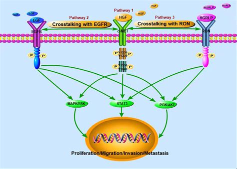 Frontiers Opportunities And Challenges Of Targeting C Met In The