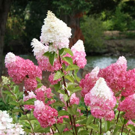 Qauzuy Garden Semillas De Hortensia De Vainilla Y Fresa Hortensia