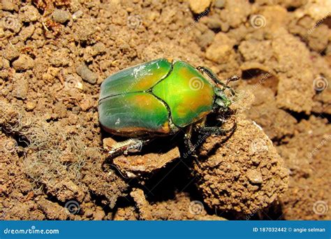 Shiny Green June Beetle Bug Insect Stock Photo - Image of shiny, june ...