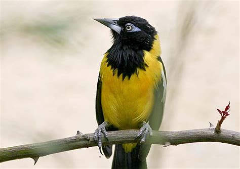 Turpial Ave Nacional De Venezuela Pajaros Animales Vertebrados