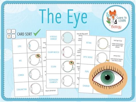 The Eye Card Sort Ks Teaching Resources