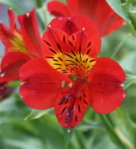 12 Gorgeous Alstroemeria Sunset Magazine