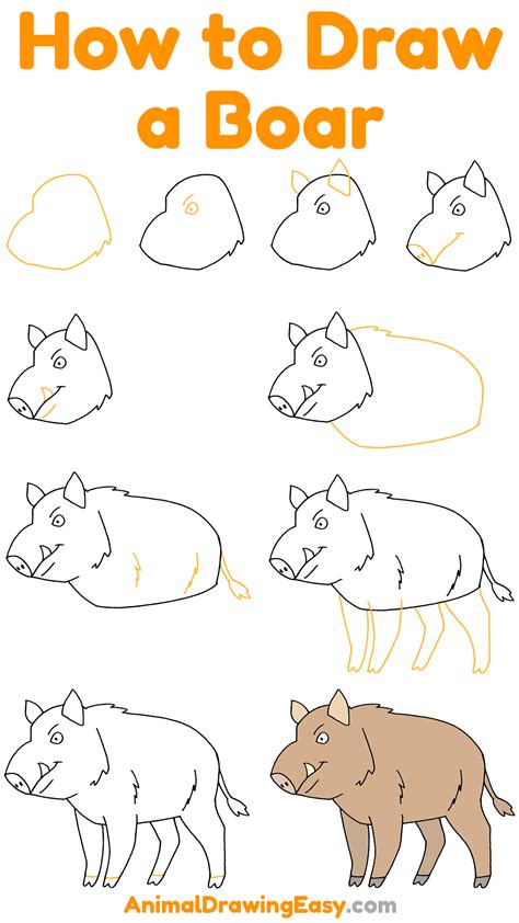 How To Draw A Boar