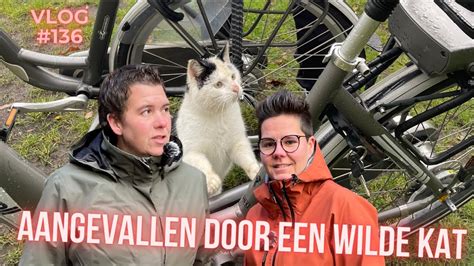 Camperplaats Stee In Lhee In Drenthe Aangevallen Door Een Wilde Kat