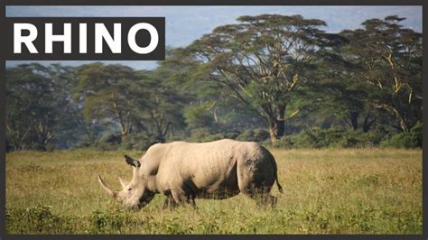 Rhino Sounds Like Trumpeting And Growling Rhinoceros Sounds In The