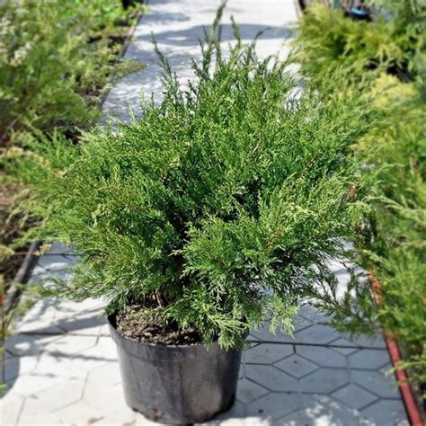 Можжевельник Минт Джулеп (Juniperus chinensis Mint Julep) в Краснодаре ...