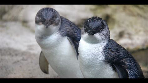 Little Penguin Breeding Season Youtube