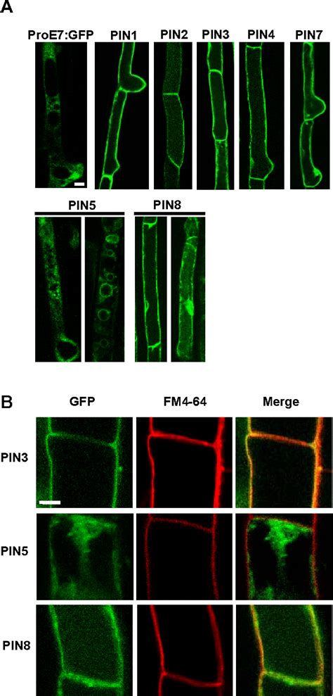 Figure 3 From Differential Auxin Transporting Activities Of PIN FORMED