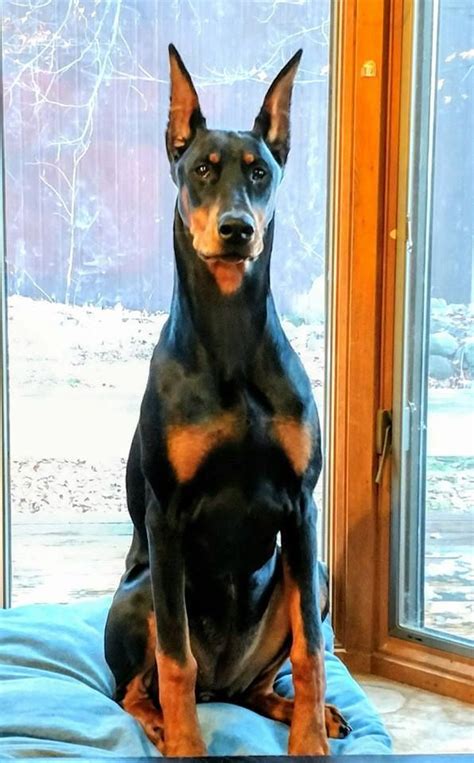 Doberman Pinscher Blue, Doberman Pincher, Doberman Love, Doberman Puppy ...