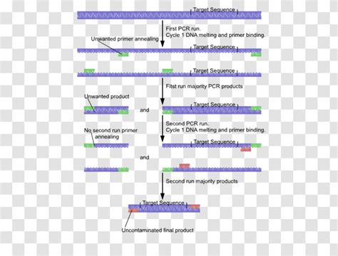 Nested Polymerase Chain Reaction Dna Primer Parallel Pcr