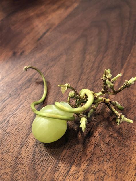 This vine growth on a grape : r/mildlyinteresting