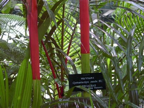 Los Cuidados De La Elegante Palmera Roja Gu A Completa