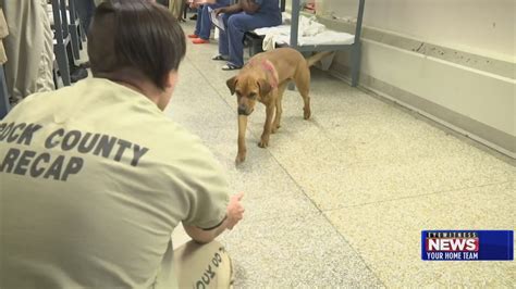 Rock County Jail pairs ‘unadoptable’ dogs and inmates | MyStateline.com