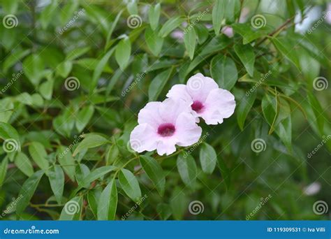 Pink Bower Vine Stock Image Image Of Nature Spring