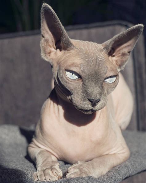 219 Vind Ik Leuks 10 Reacties Odessa Azizi Sphynx Cats