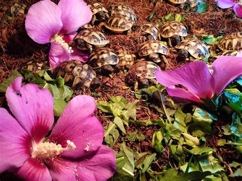 Tortues D Hermanns Boettgeri Et Tortues D Hermann Varoises Et Siciliennes