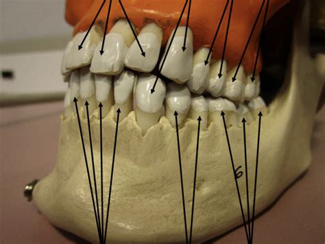 teeth Diagram | Quizlet