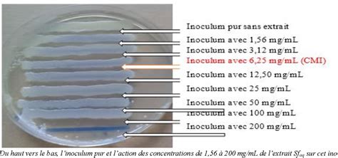 Activit Antimicrobienne Des Extraits De Plantes Pdf