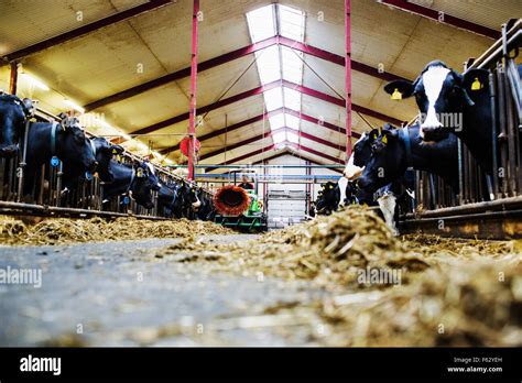 Cows Tractor Hi Res Stock Photography And Images Alamy