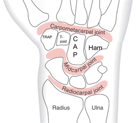 Wrist Joint Unit 2 Flashcards Quizlet