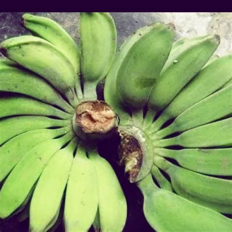 Jual PISANG KEPOK MENTAH BAHAN KERIPIK PISANG Shopee Indonesia