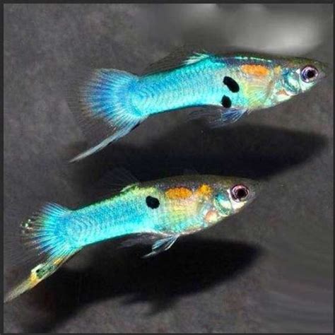 Endler Japan Blue Guppy H Brido Parcelamento Sem Juros