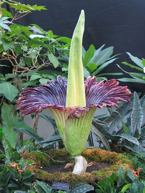 Titan Arum, the largest flower in the world