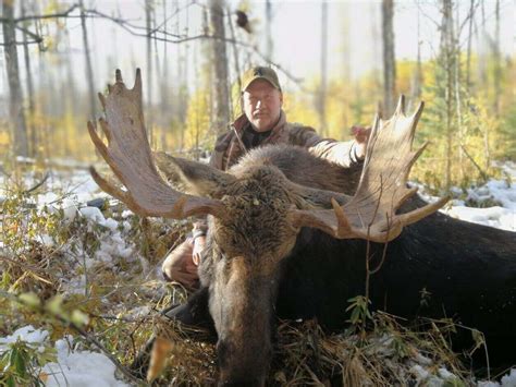 Alberta High Success Moose Hunting Outfitter Rifle/Archery