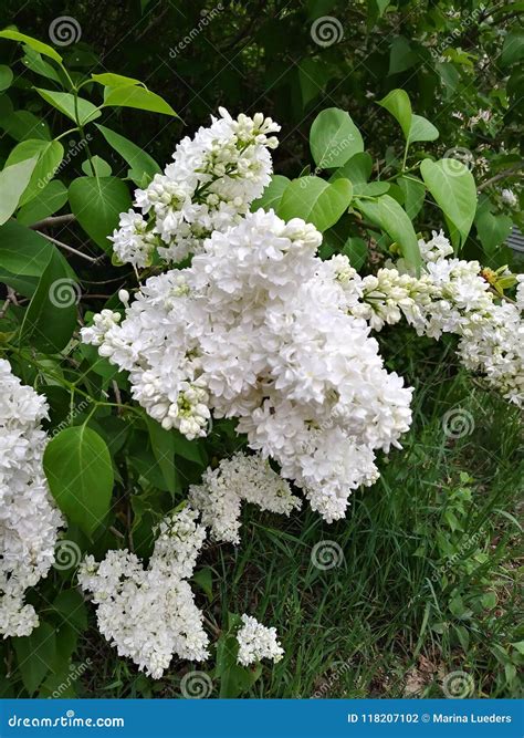 White Lilac Bush Blooming Fragrant Flowers Green Leaves Stock Photo ...