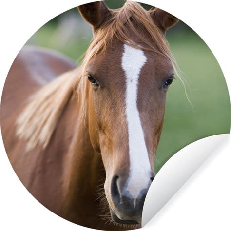 Wallcircle Muurstickers Behangcirkel Paard Natuur Portret