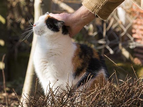 Poils De Chat Comment Les Retirer Magazine Et Revues V T Rinaires