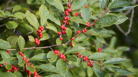 Creating a Festive Garden: 14 Plants that Look Beautiful in Snow