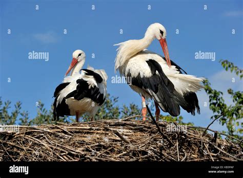 France Haut Rhin Hunawihr Centre For Reintroduction Of Storks In