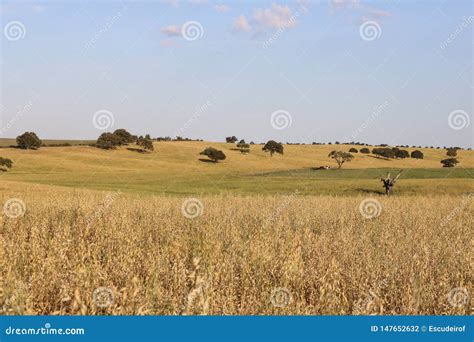 Typical Landscape of Alentejo. Stock Photo - Image of clouds, filed ...