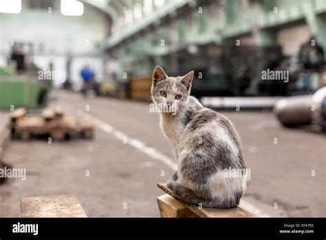 Dirty Street Cat Sitting In Factory Stock Photo Alamy