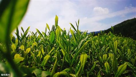 高產優質綠茶種植技術，做好以下7點，提升綠茶的品質 每日頭條