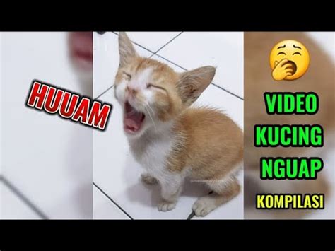 top  kucing nguap ngantuk youtube