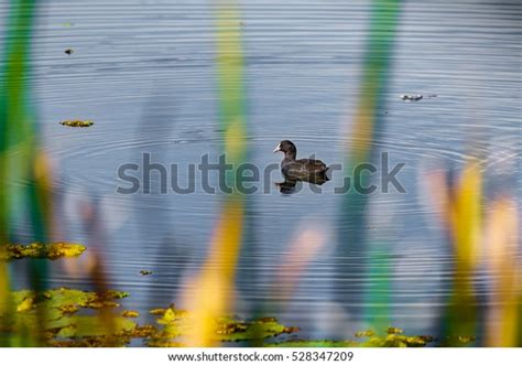 Tealwaterfowl On Lake Thailandmigratory Birds Thailand Stock Photo