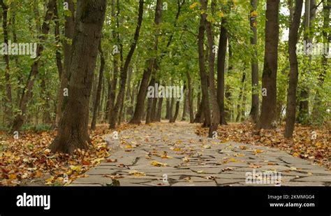 Path Walkway Pathway Stock Videos Footage HD And 4K Video Clips Alamy