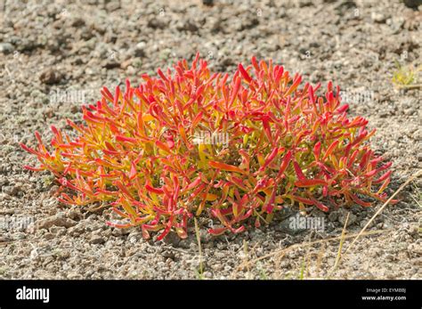 Sesuvium Plant On South Plaza Island Galapagos Islands Ecuador Stock