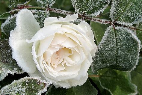 Frosted Love Rose Frost White Leaves Flower Nature Hd Wallpaper Pxfuel